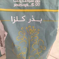بذر کلزا