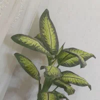 گل وگیاه