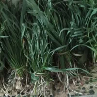 تره تازه کوهی