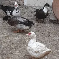 مرغابی های سالم و سرحال|حیوانات مزرعه|قلندر آباد, |دیوار