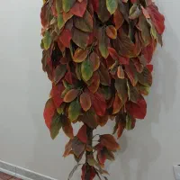 درختچه پاییزی