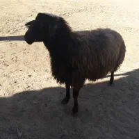 قوچ|حیوانات مزرعه|پیشخور, |دیوار