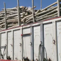 درخت چنار و بید خرید نقدی روی باسکول