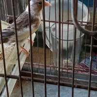 سهره قناری|پرنده|اردبیل, |دیوار