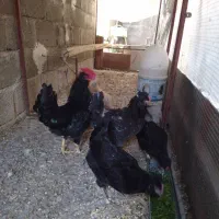 مرغ گلین|حیوانات مزرعه|جم, |دیوار