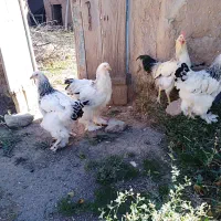 سه مرغ و یک خروس برهمای اصل