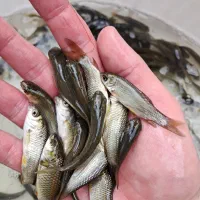 مرکز تولید و فروش انواع بچه ماهیان گرم آبی|ماهی|سنگر, |دیوار