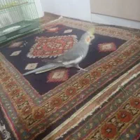 عروس آماده نر معاوضه با جوجه برهما