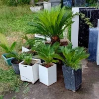 گل سیکاس یوگا