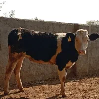 4 راس گوساله تلیسه سیمینتال 200 کیلویی سوپر جنس