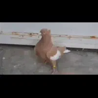 نر زرد ی شون دمسفید، ماده طوق سبز دو بردار (داراب)|پرنده|شیراز, دارالرحمه|دیوار