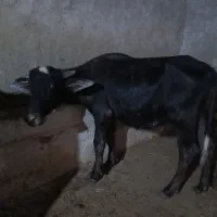 گاومیش نر