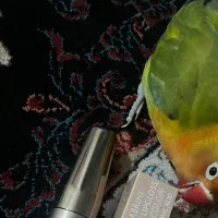 طوطی گمشده در کندرود