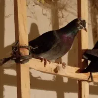 کبوتر پرشی|پرنده|قوچان, |دیوار