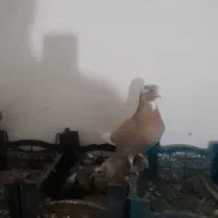 کبوتر|پرنده|نجفآباد, جلال آباد|دیوار