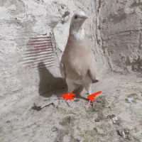 کفتر شازده زرد نقاشی