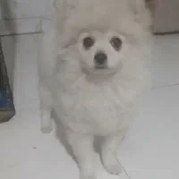 پامرخرسی ۵ماهه