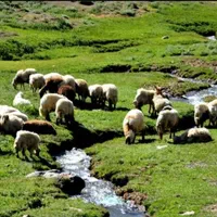 گوسفند نرینه ماده سبک سنگین باهر توان مالی|حیوانات مزرعه|مشهد, نوید|دیوار