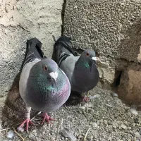 دوعدد کبوتر نر ماده پلاکی