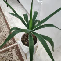 گیاه یوکا|گل و گیاه طبیعی|قزوین, |دیوار