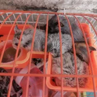 همستر|موش و خرگوش|پردیس, فاز ۵|دیوار