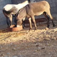 گمشده ده ملیون جایزه