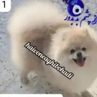 سگ پامر