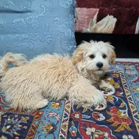 واگذاری سگ نژاد شیتزو و پامر
