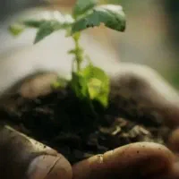 باغ پسته