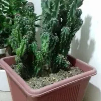 گل کاکتوس بن سای|گل و گیاه طبیعی|شیراز, آزادگان|دیوار