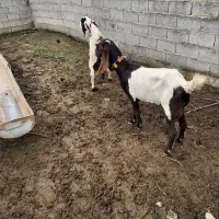 دو عدد بز جوان پرشیر گوش دار . گوسفند بره