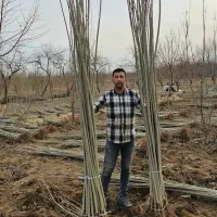 نهال کبوده و صنوبر نیگرا ترکیه