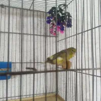 قناری ماده مست اماده