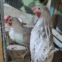 مرغ تخم گذار