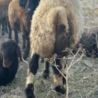 بره قوچی بختیاری ترکمنی|حیوانات مزرعه|گالیکش, |دیوار