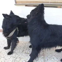 دوعدد توله ماده ژرمن بلک شولاین|سگ|کازرون, |دیوار