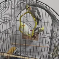 عروس هلندی لوتینو ومرغ عشق|پرنده|کهک, |دیوار