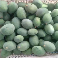 انبه بدون هسته کیلوی ۱۶۰