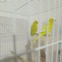 مرغ عشق|پرنده|مشهد, مهدی آباد|دیوار