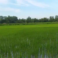 زمین زراعی در منطقه ای امن و آرام