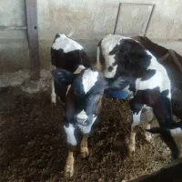 فروش گوساله