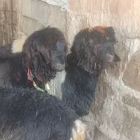 بره نر تخمی داشتی|حیوانات مزرعه|گتوند, |دیوار