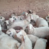 بره جفتی ۸۰|حیوانات مزرعه|سیدان, |دیوار