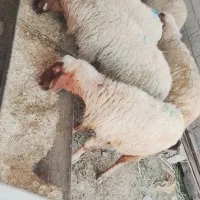 بازدید حمیدیه