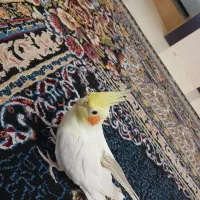 عروس هلندی|پرنده|محمدشهر, محمدشهر|دیوار
