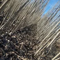 نهال مناسب سردسیری نهال های صنوبر با درآمدی بالا
