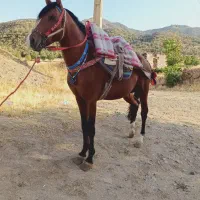 اسب کورد ۴ساله|اسب و تجهیزات اسب‌سواری|مریوان, |دیوار