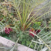 زمین فروشی اسفیکان