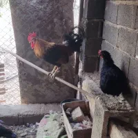 مرغ خروس|حیوانات مزرعه|شیراز, داریون|دیوار