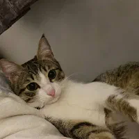 گربه گم شده